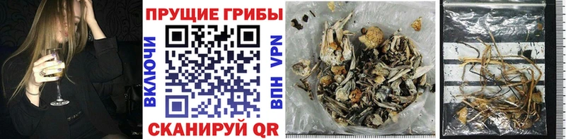 Галлюциногенные грибы GOLDEN TEACHER  где найти   Великий Новгород 
